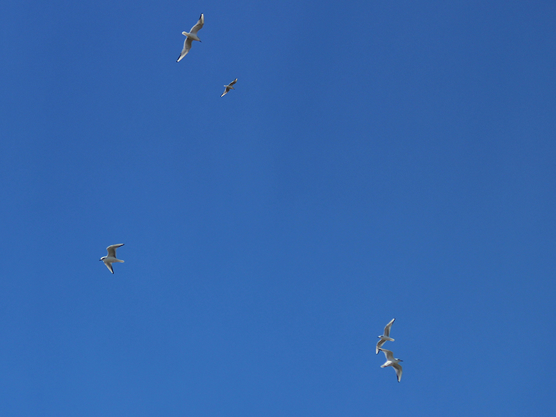 Bonaparte's Gull - Clear Blue Sky