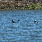 Bufflehead - VCDB