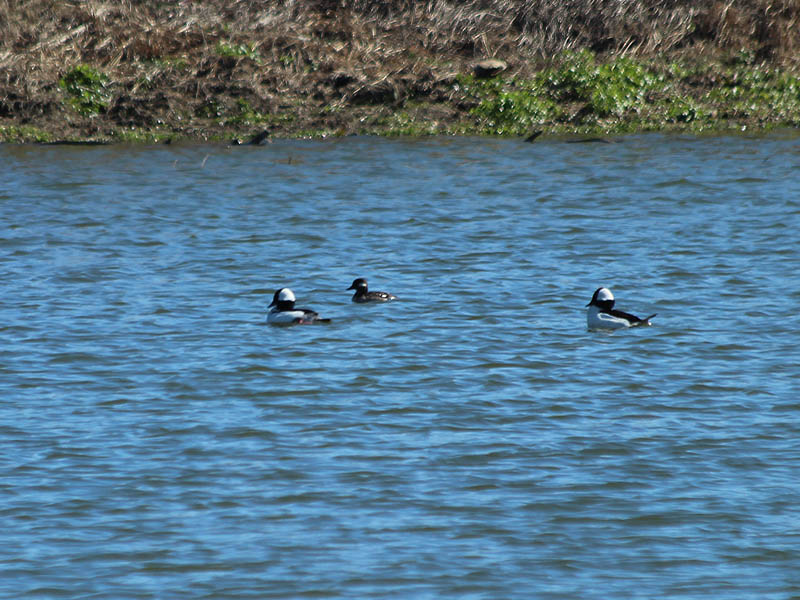 Two male Buffleheads and one female (center).