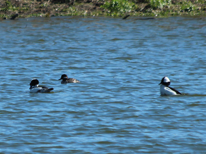 Male and female Buffleheads congregating at the VCDB in Arlington, Texas.