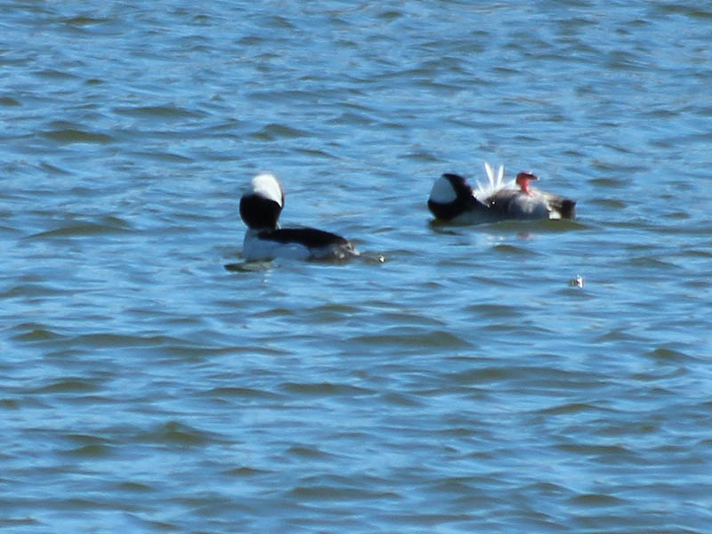 The male Buffleheads were very busy preening themselves.  Here, one has rotated onto his back in order work on his belly feathers.
