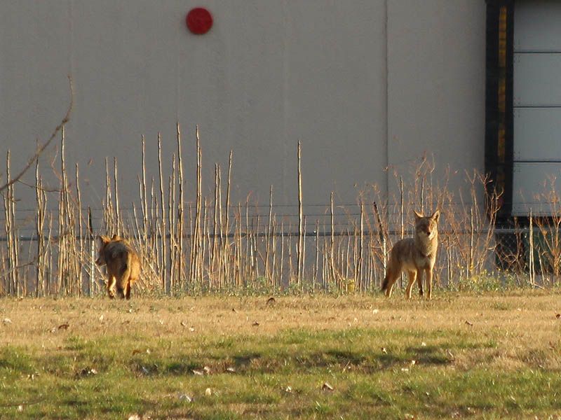Coyote - Garland Business Park
