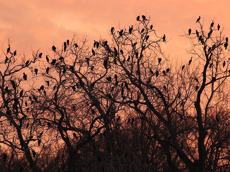 Double-crested Cormorant - River Roost
