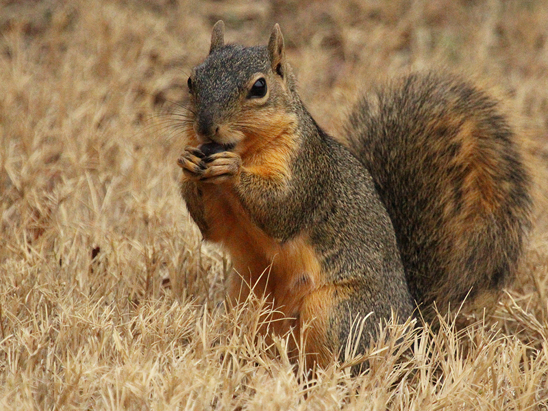 Fox Squirrel - Acorn Eater