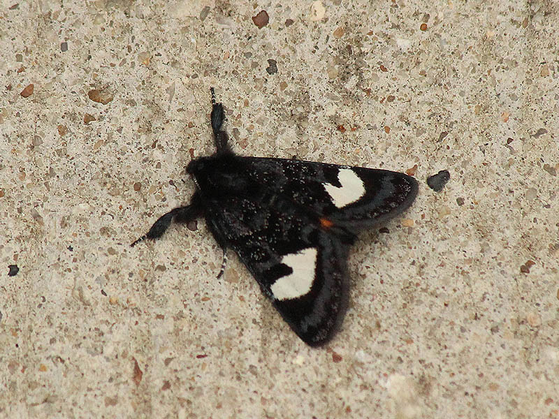Grapevine Epimenis Moth - Winter Moth