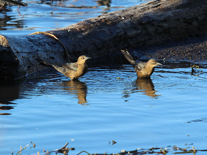 Great-tailed Grackle - Bathing Beauties