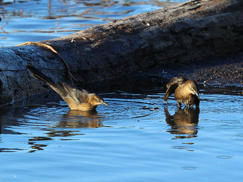 Great-tailed Grackle - Bathing Beauties