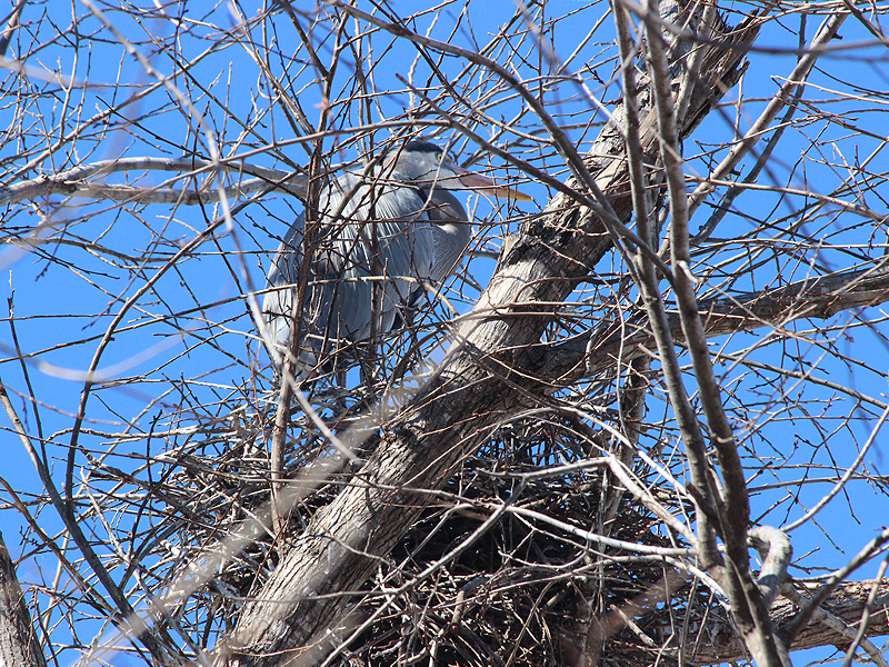 A Great Blue Heron in its nest on the ground of the Rogers Wildlife Rehabilitation Center.