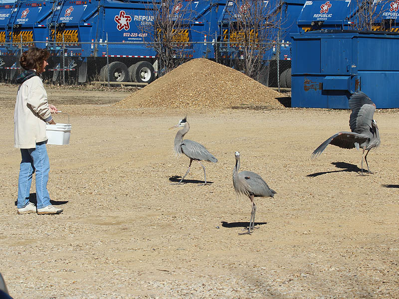 Its feeding time for the herons at the RWRC