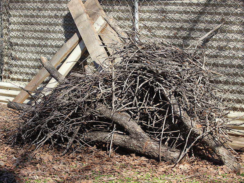 These Great Blue Heron nests were salvaged from a dead tree that had to be cut down for safety reasons.