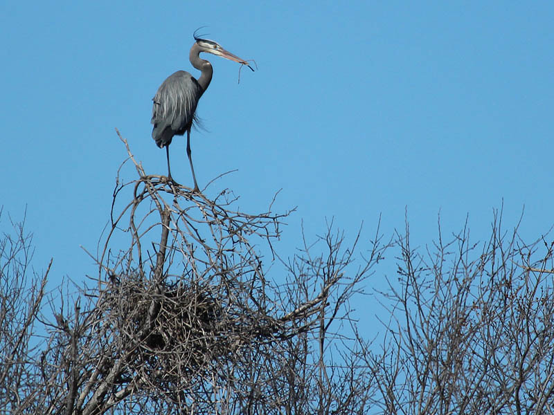 Great Blue Heron - Nest Raider