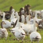 Greater White-fronted Goose - In Addition
