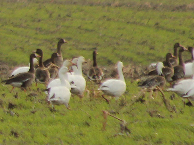Greater White-fronted Goose - In Addition