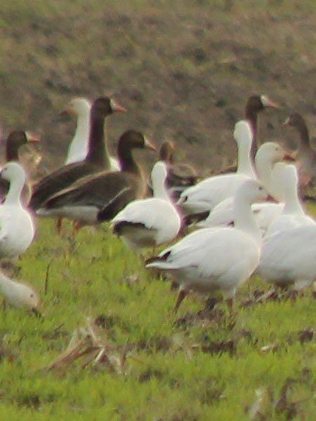 Greater White-fronted Goose - In Addition