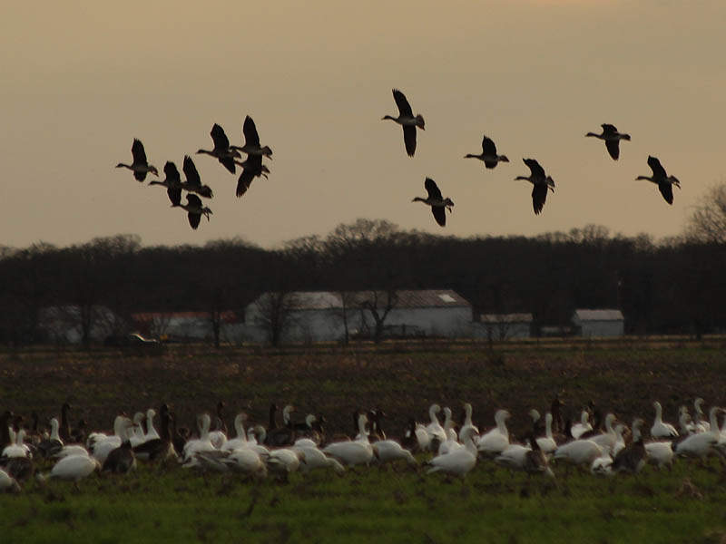 Greater White-fronted Geese flying by.