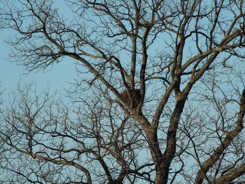 Great Horned Owl - Trinity River Nest