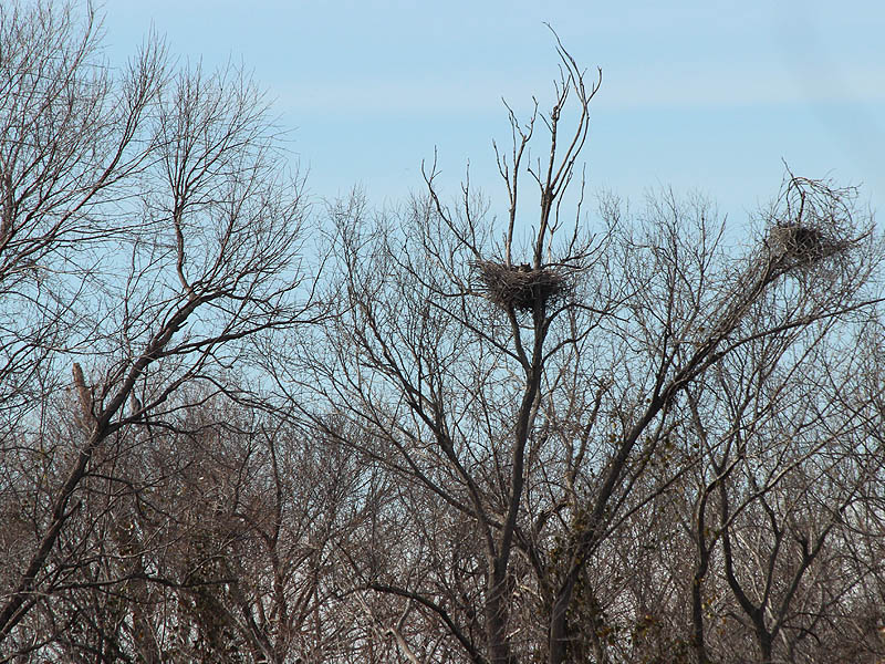 Nest One - Notice the Great Blue Heron nest near the top right corner of the picture.