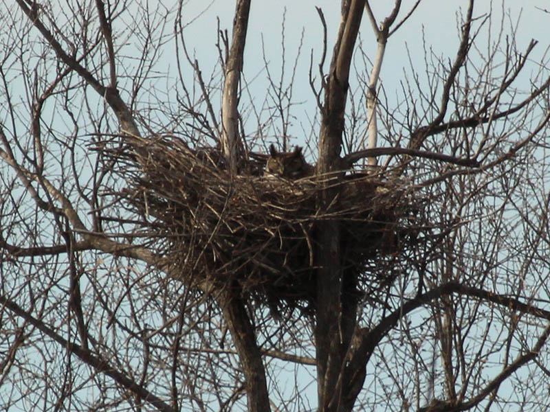 Nest One - Zoomed In