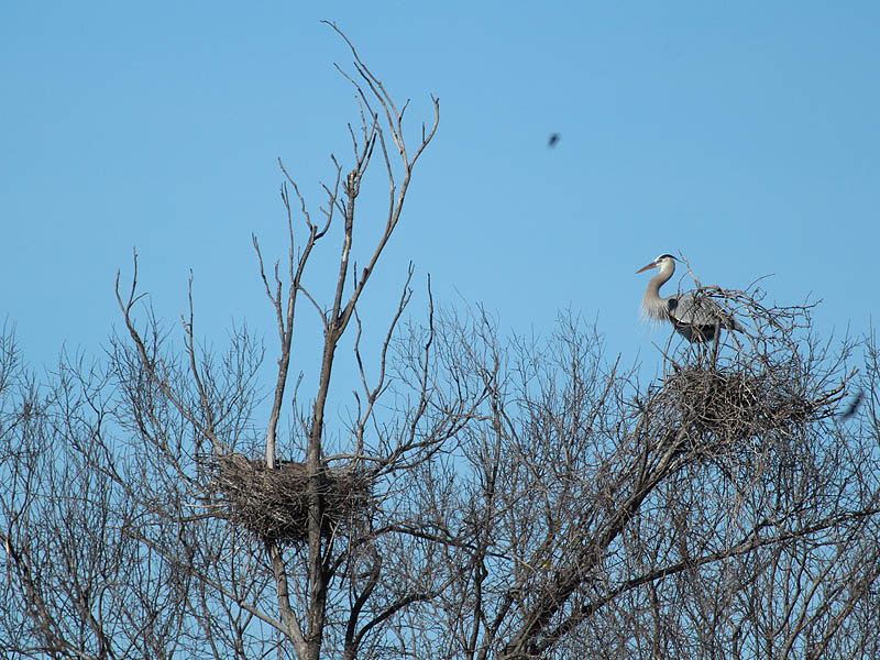 The owl's nest (left) being carefully watched by a Great Blue Heron (right).