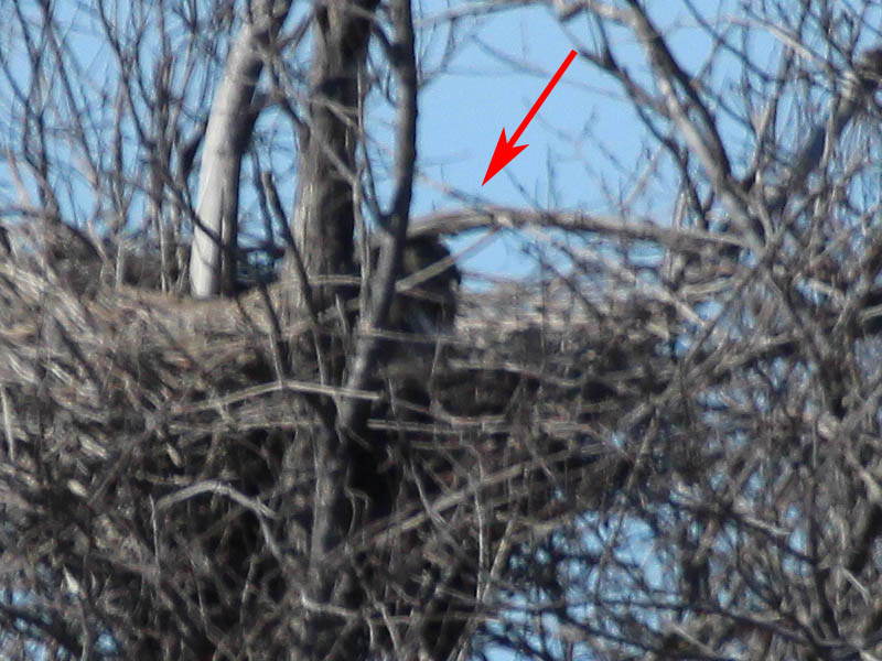The owl in this picture (indicated by the arrow) is facing to the right so that the profile of its beak can be seen.