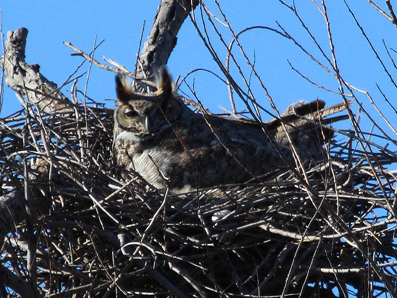 North Nest - This nest is titled toward the best vantage point in a way that will allow for wonderful observations of the young birds after they hatch.