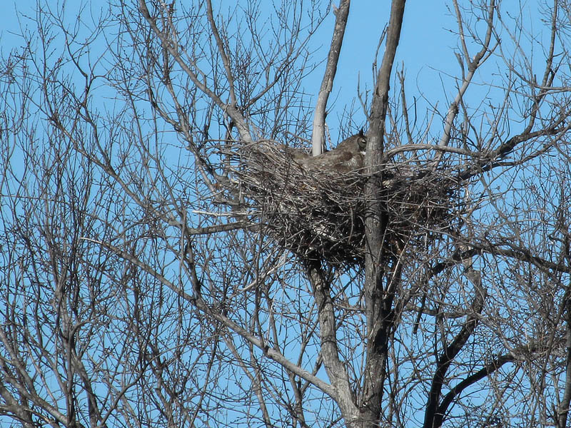 South Nest - The owl did not cooperate with us this time around.  She kept her back turned to us the entire time we were there!
