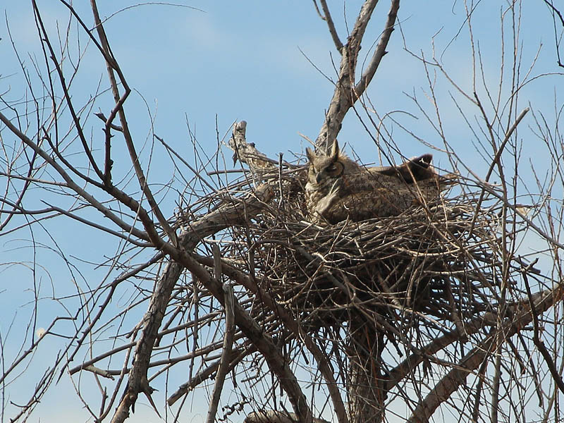 All was quiet at the north nest as the mother owl was sitting tight.