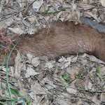 Mink - Distemper