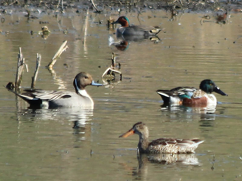 A male Northern Pintail (left) flanked by a male and female Northern Shoveler (bottom right) and a male Green-winged Teal (top).