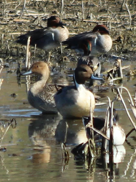 The male and female Northern Pintails together.  In this picture the male is facing right and the female is facing left.