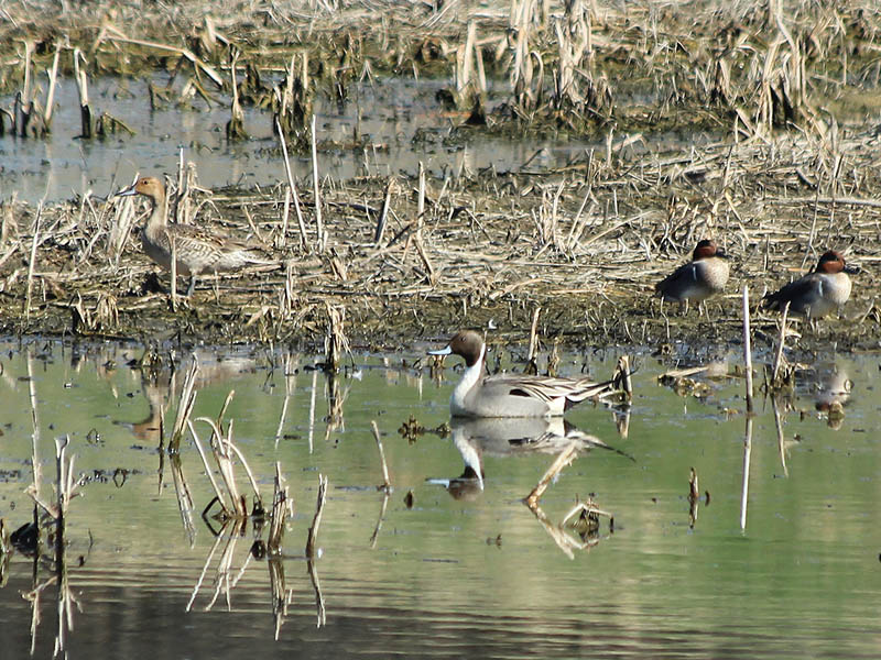 The female Northern Pintail (left) and the male Northern Pintail (center) with a pair of male Green-winged Teal (right).
