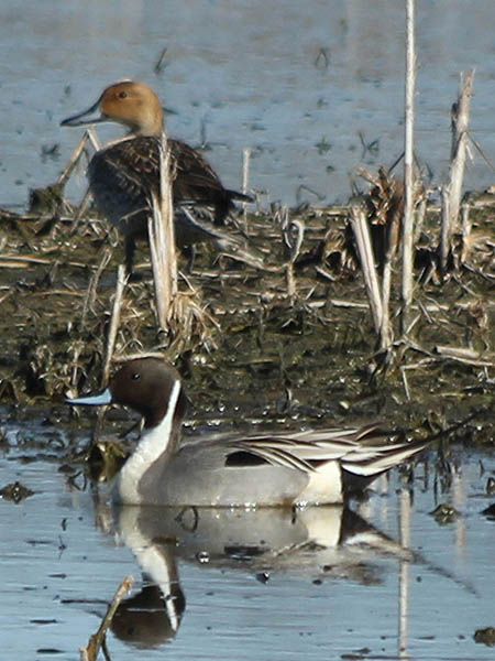 The male and female Northern Pintails together.