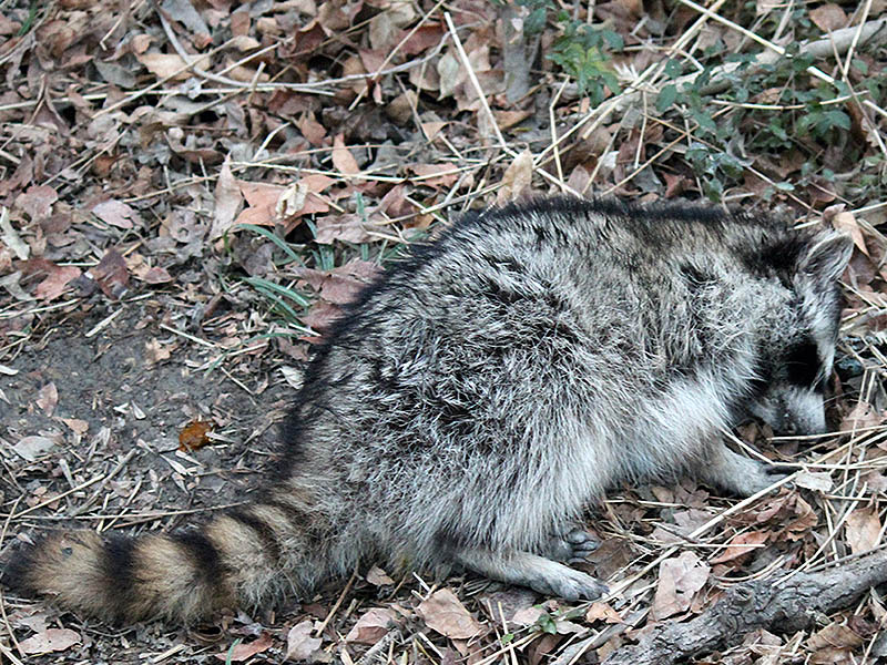 Raccoon - Distemper