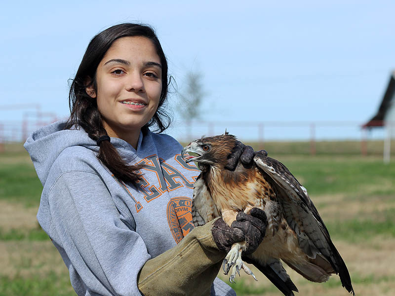 Red-tailed Hawks were the first to be set free.