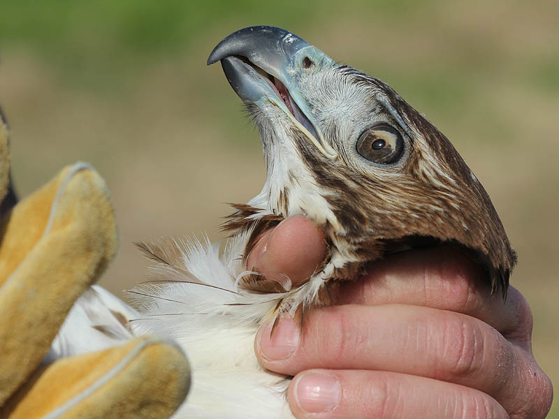 This hawk had a striking and unusual two-tone iris.