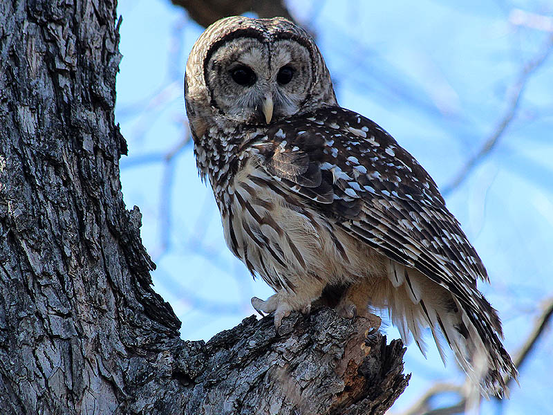 Barred Owls are beautiful birds.