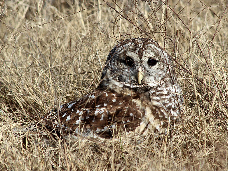 A Barred Owl on the ground.