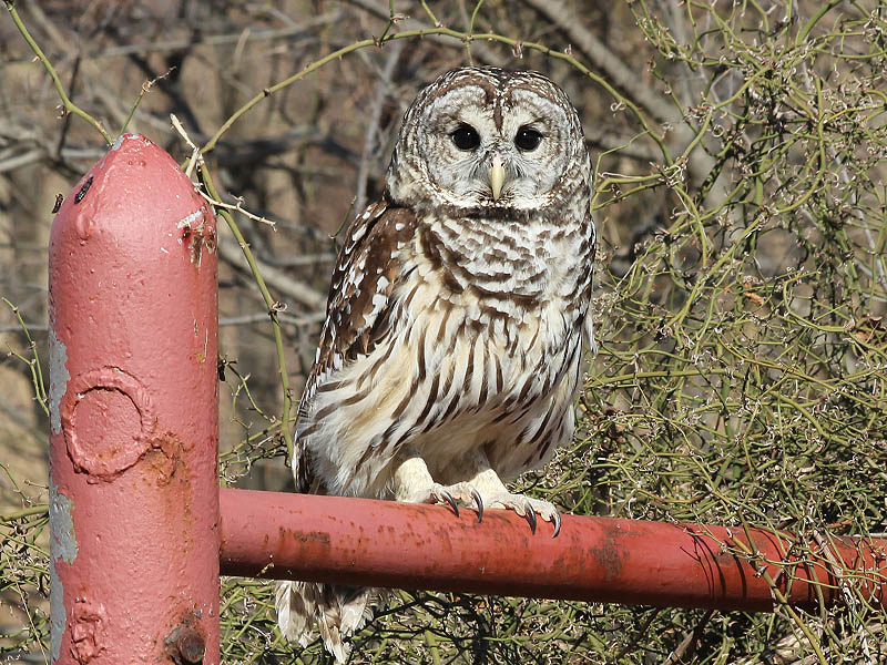 A recently released Barred Owl.
