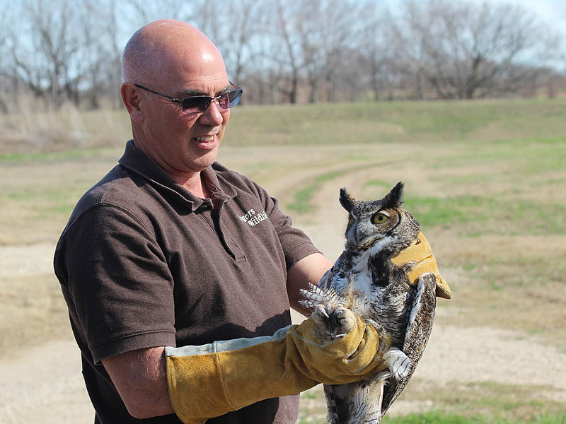We finished the day by releasing Great Horned Owls.