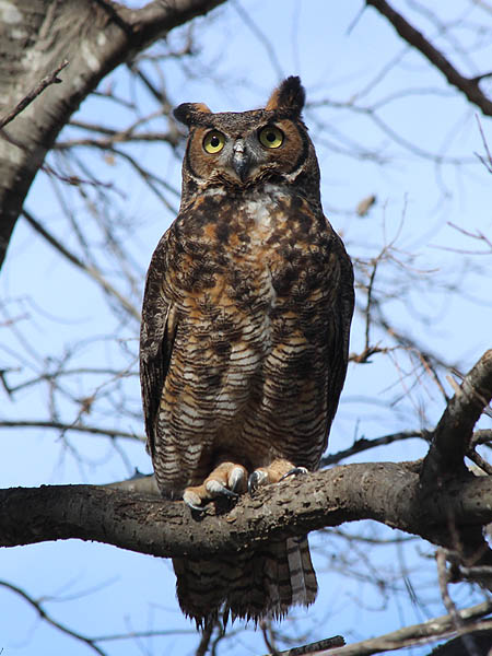 Compare the Great Horned Owls bright yellow eyes to the dark black eyes of a Barred Owl.