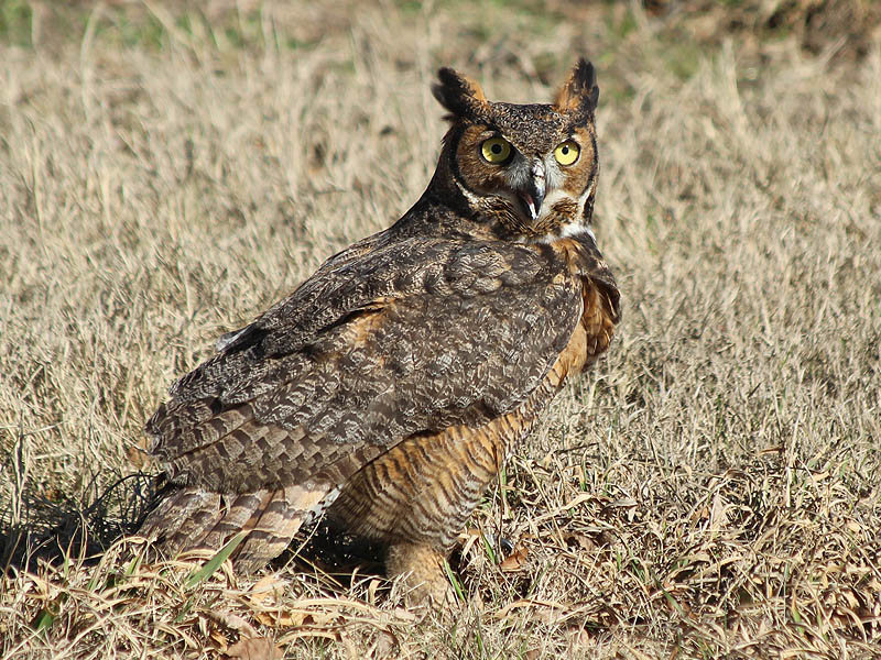 This grounded Great Horned Owls soon attracted the attention of a number of photographers.