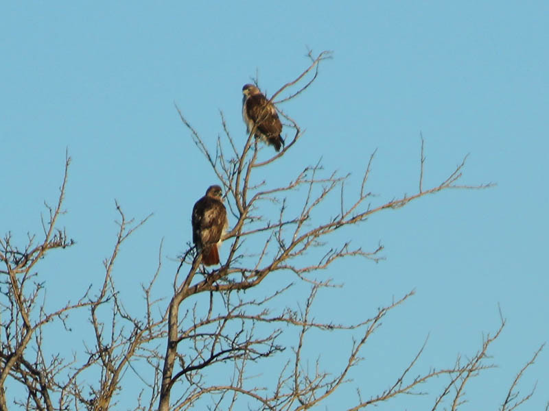 The male and female hawks together.