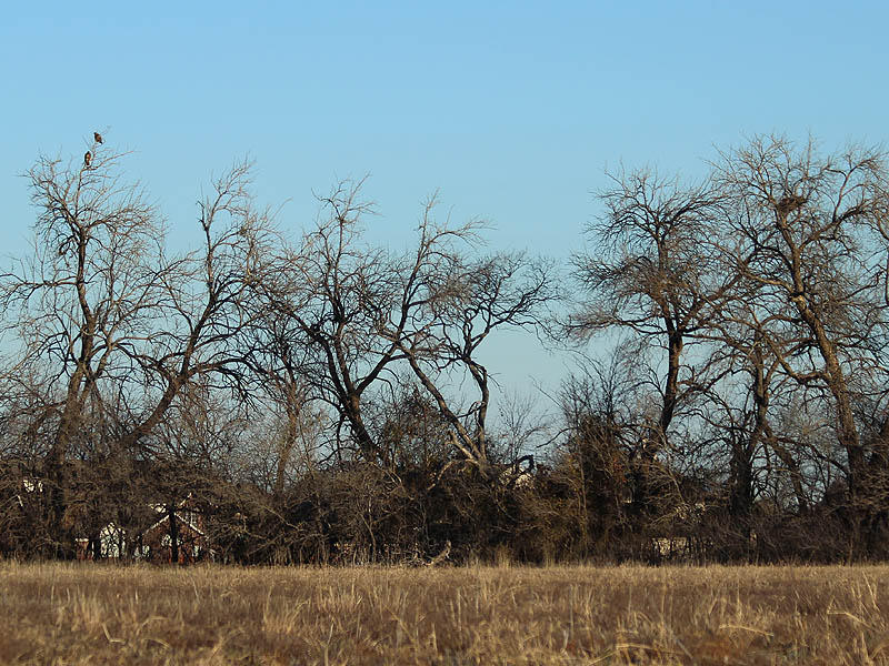 The two Red-tailed Hawks are high in the trees to the left.  The nest is in a similar position on the right.