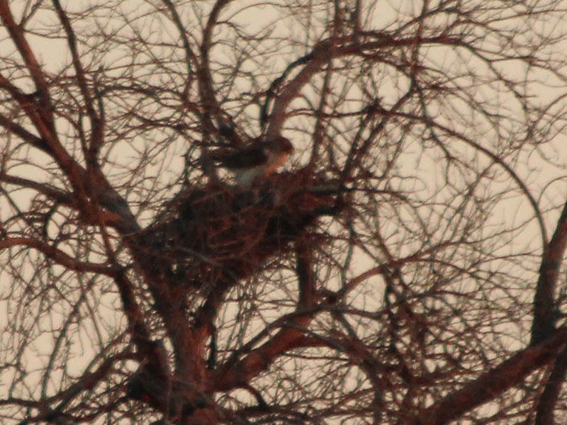 The female Red-tailed Hawk working on her nest.
