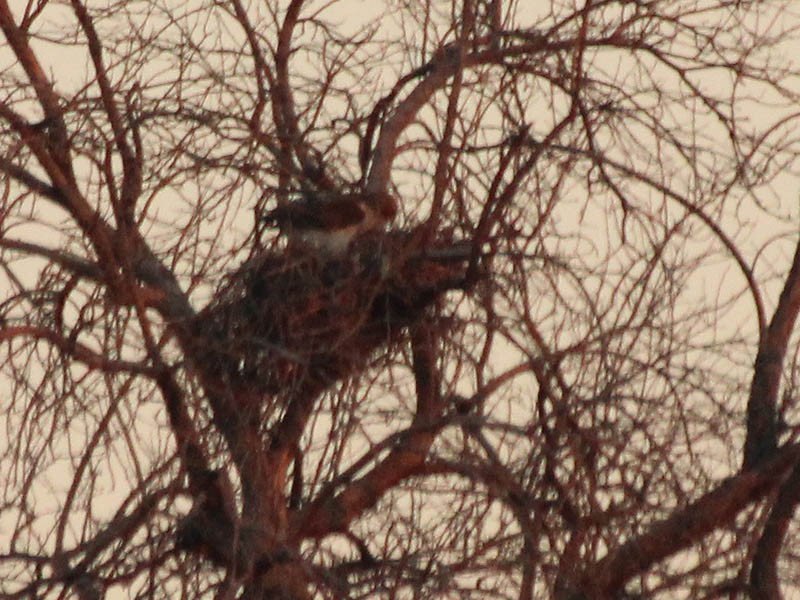 Another view of the female hawk preparing her nest for a soon to be laid clutch of eggs.