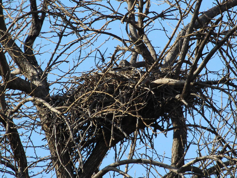 A closer look at the rugged construction of the Red-tailed Hawk nest.