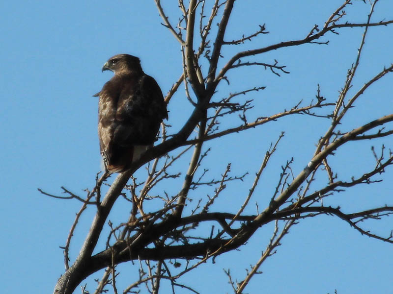 One or the other Red-tailed Hawk is always close by.