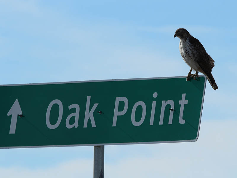 Red-tailed Hawk - Oak Point