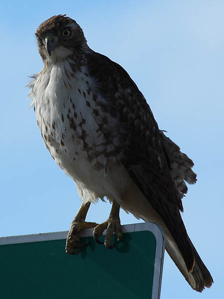 Red-tailed Hawk - Oak Point