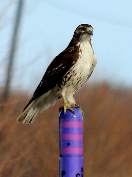 Red-tailed Hawk - Purple Pole